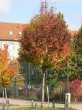 Forrás: garten.cz